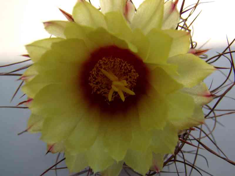 Kaktusy - foto 2