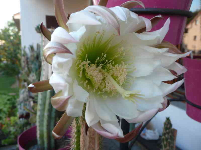 Kaktusy - foto 16