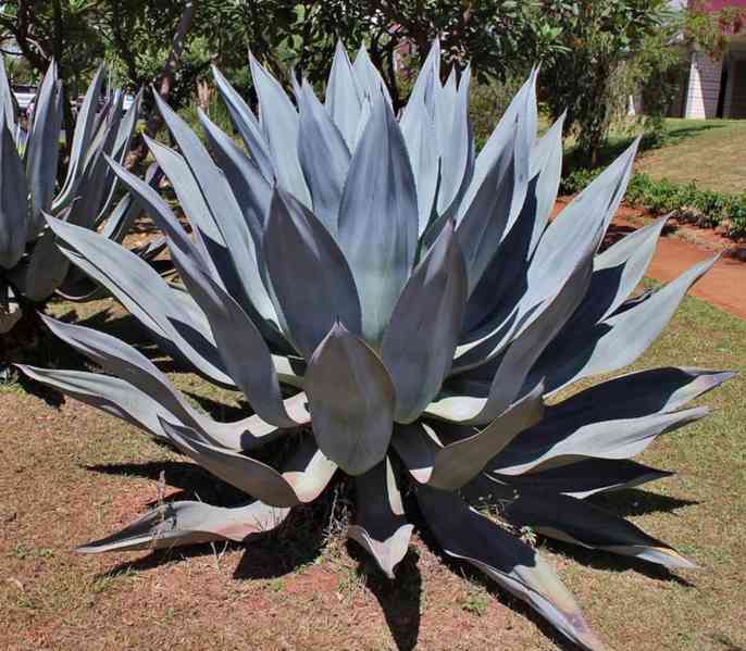 Sazenice Agave americana – Agáve obecná - foto 1