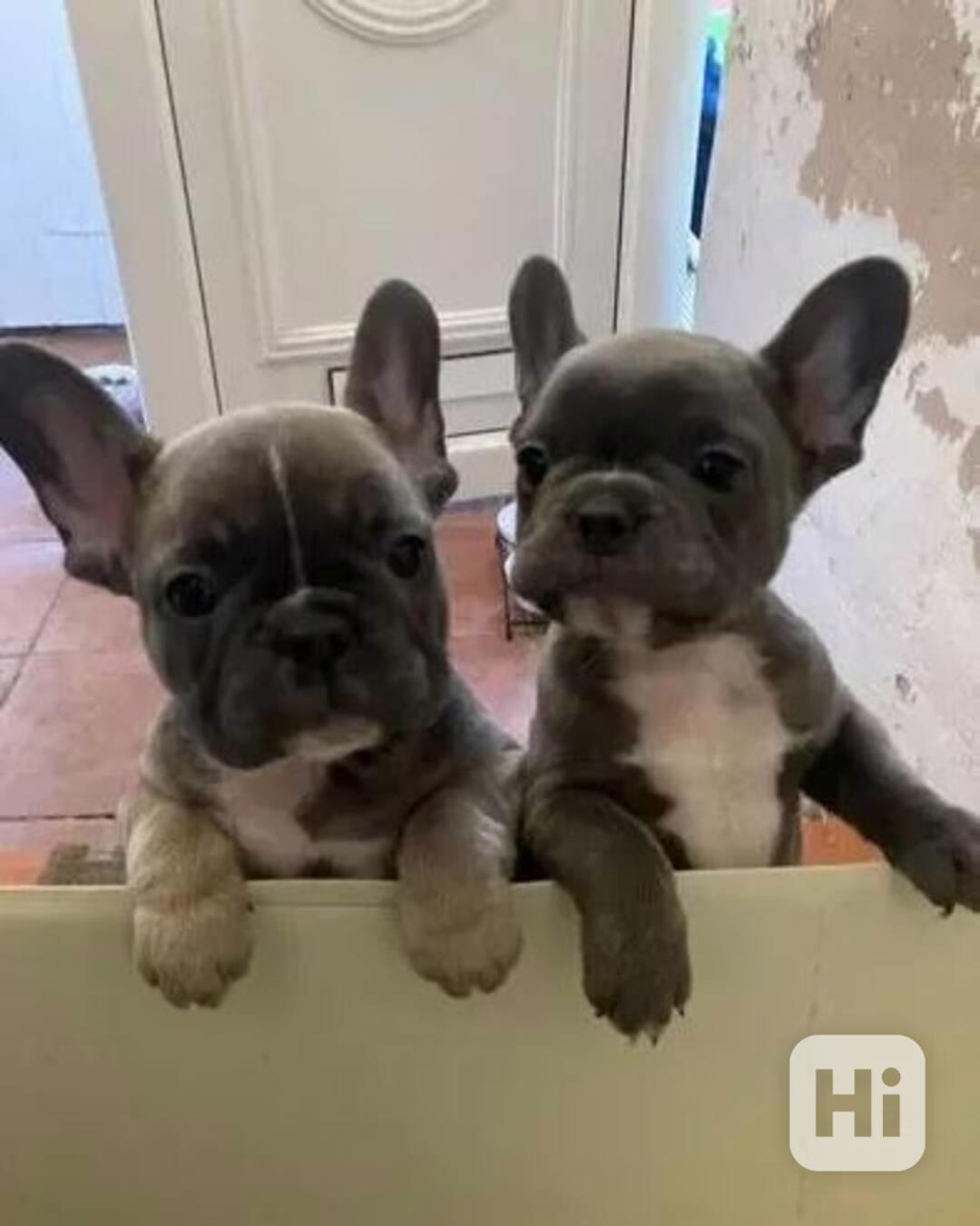 Štěňata francouzských buldočků k dispozici - foto 1