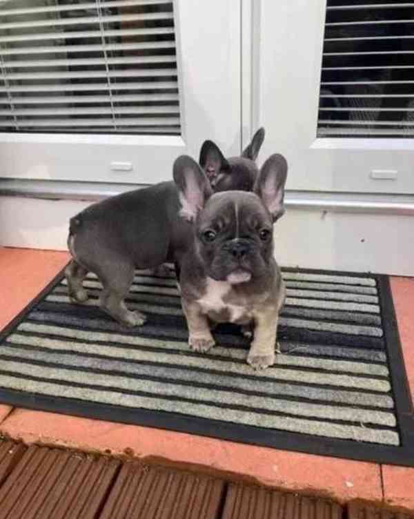 Štěňata francouzských buldočků k dispozici - foto 2
