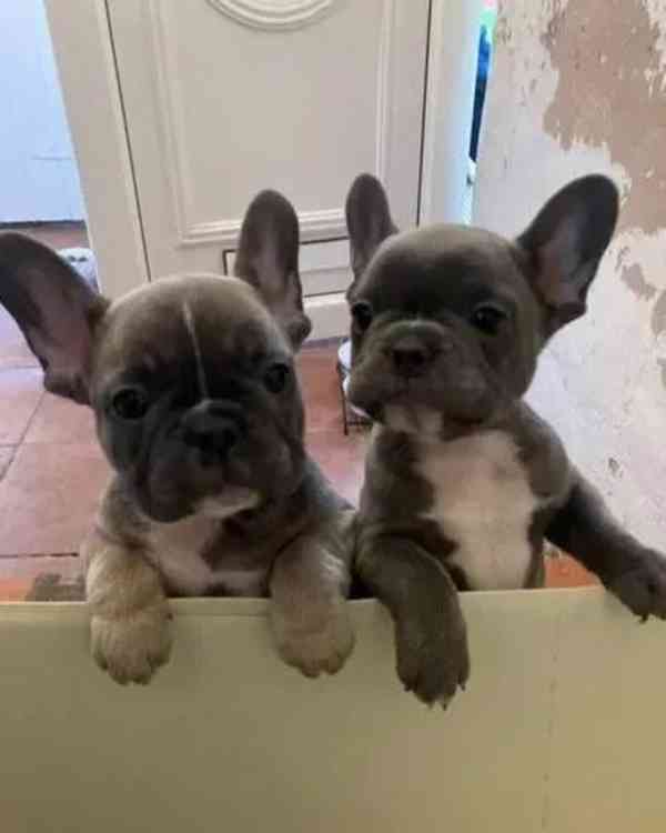 Štěňata francouzských buldočků k dispozici - foto 1