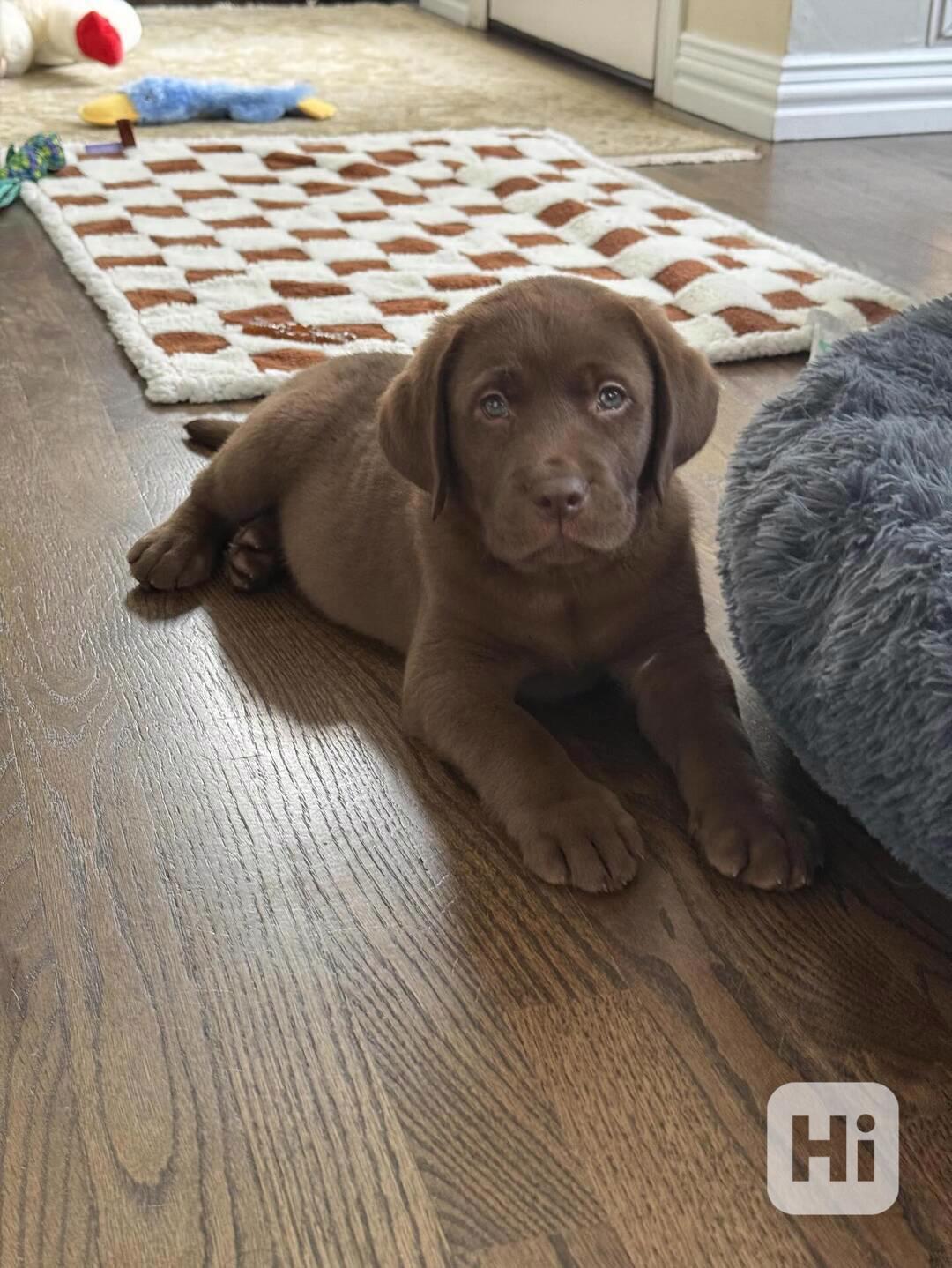Nabízíme štěňata labradorského retrívra - foto 1