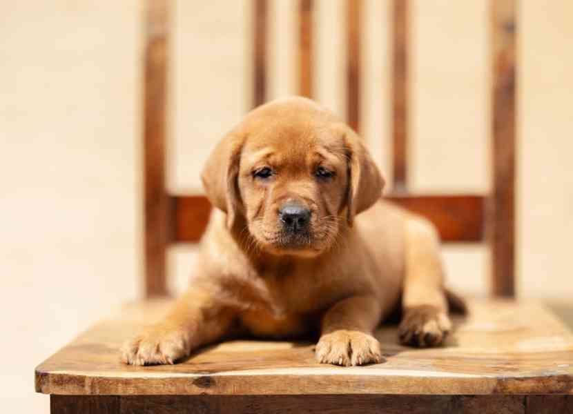 Nabízíme štěňata labradorského retrívra - foto 4