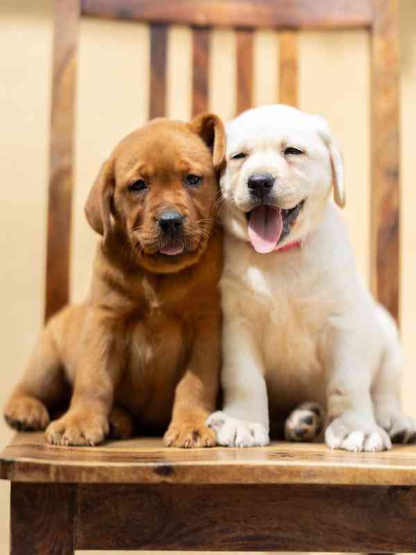 Nabízíme štěňata labradorského retrívra - foto 5
