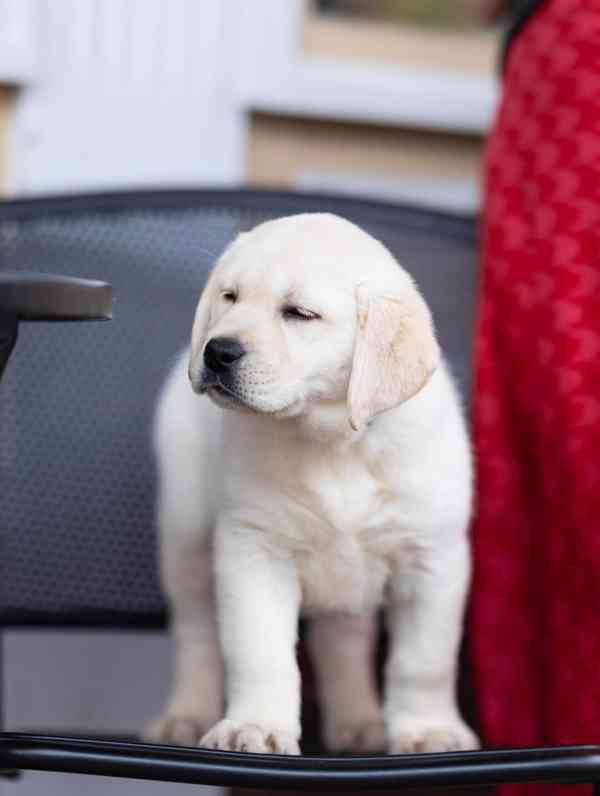 Nabízíme štěňata labradorského retrívra - foto 3