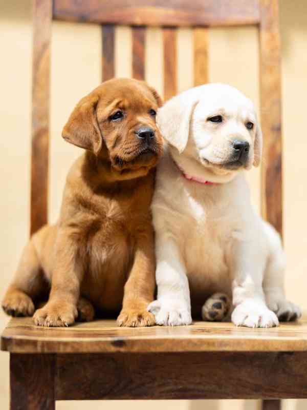 Nabízíme štěňata labradorského retrívra - foto 2
