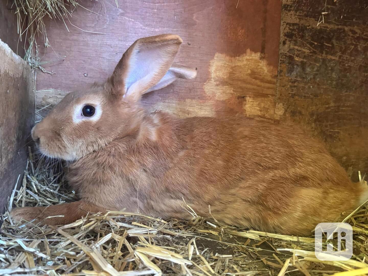 Burgundský králík - chovné samice - foto 1