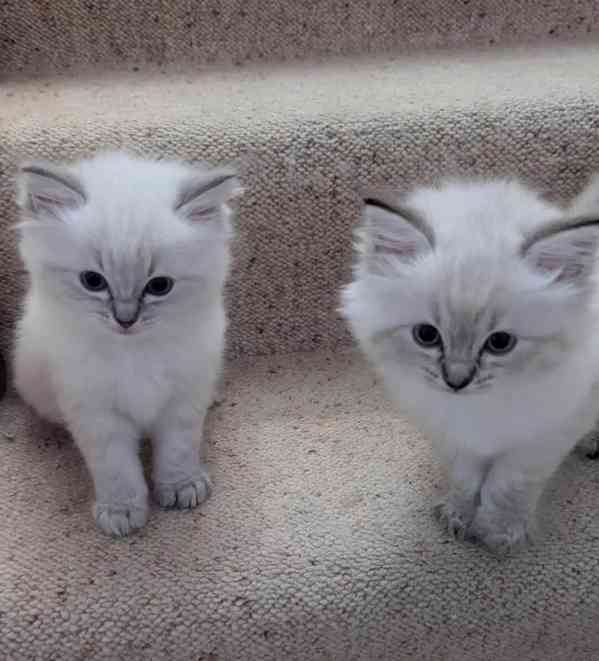 Koťata plemene Ragdoll k adopci zdarma WP+34670838902. - foto 1