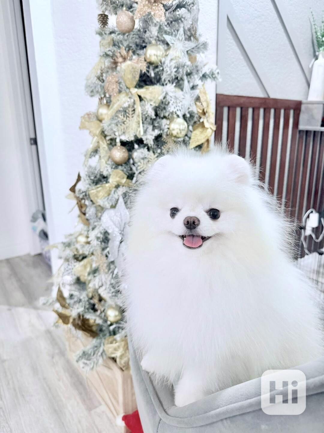 Prodej čistokrevných štěňat pomeranianů. - foto 1