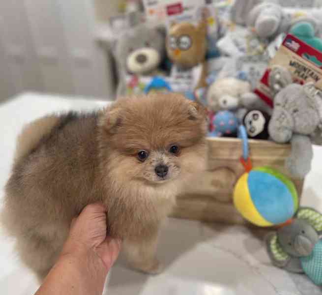 Prodej čistokrevných štěňat pomeranianů. - foto 2