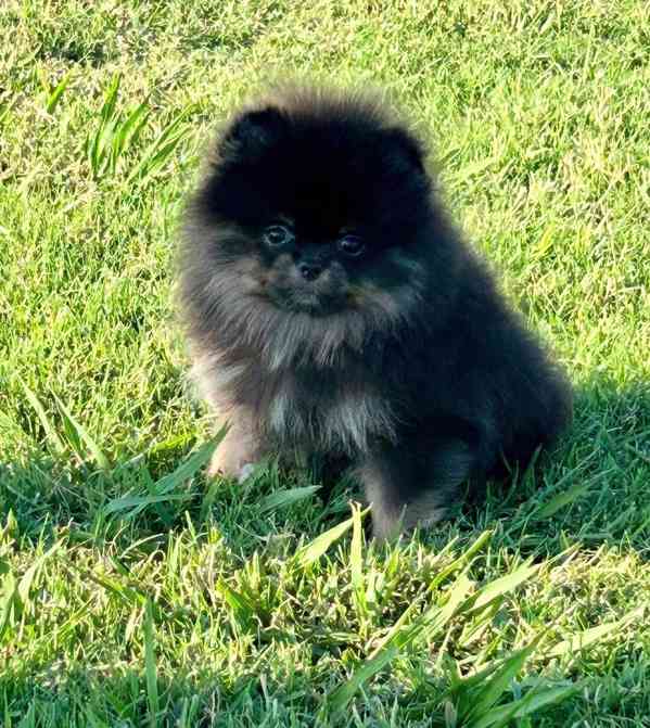 Prodej čistokrevných štěňat pomeranianů. - foto 3