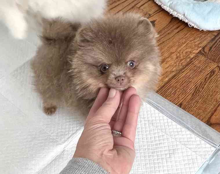 Prodej čistokrevných štěňat pomeranianů. - foto 4