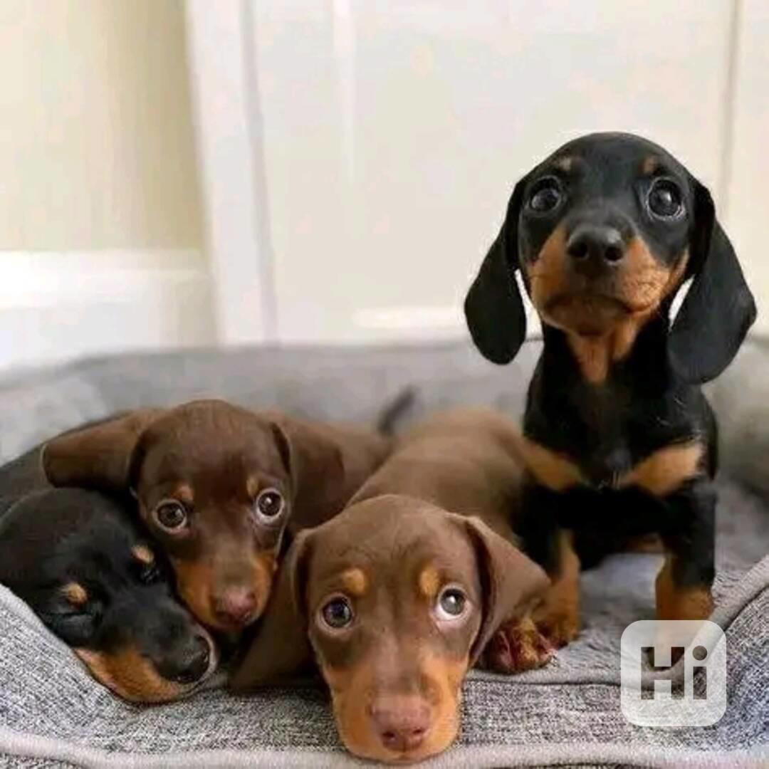 Štěňata jezevčíka samec a samice k adopci - foto 1