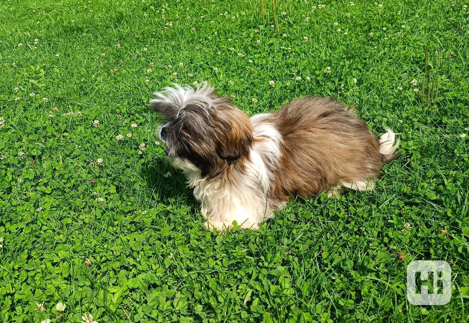 Shih-tzu - prodám pejsky bez pp - foto 1