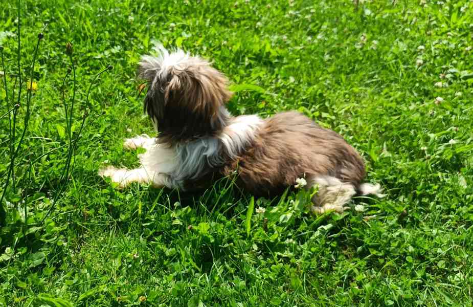 Shih-tzu - prodám pejsky bez pp - foto 3
