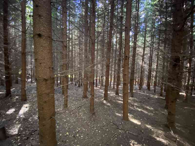 Lesní pozemek a pozemek ostatní plochy Horní Lánov - foto 6