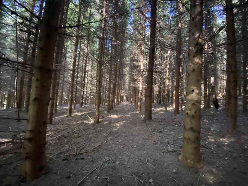 Lesní pozemek a pozemek ostatní plochy Horní Lánov - foto 4