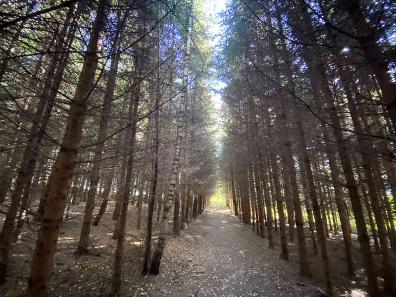 Lesní pozemek a pozemek ostatní plochy Horní Lánov - foto 3
