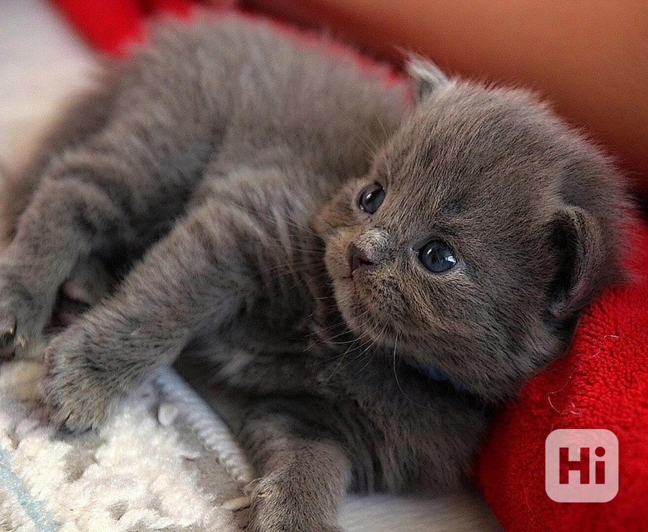 Vánocní dárek Britské krátkosrsté kote k adopci zdarma  - foto 1