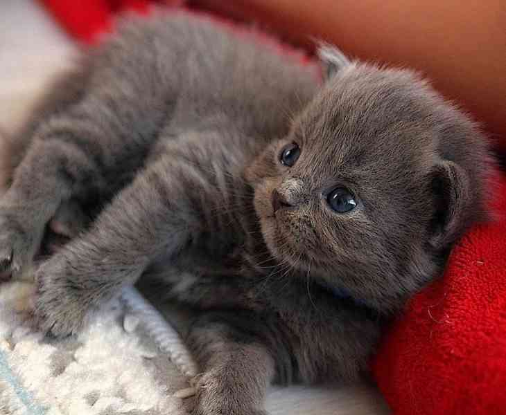Vánocní dárek Britské krátkosrsté kote k adopci zdarma  - foto 1