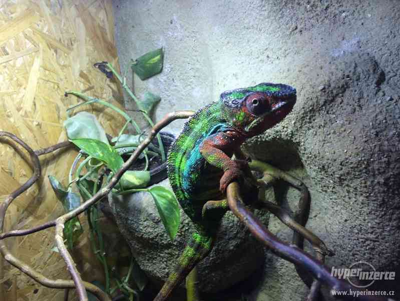 Chameleon Pardálí lokalita Ambilobe - foto 2
