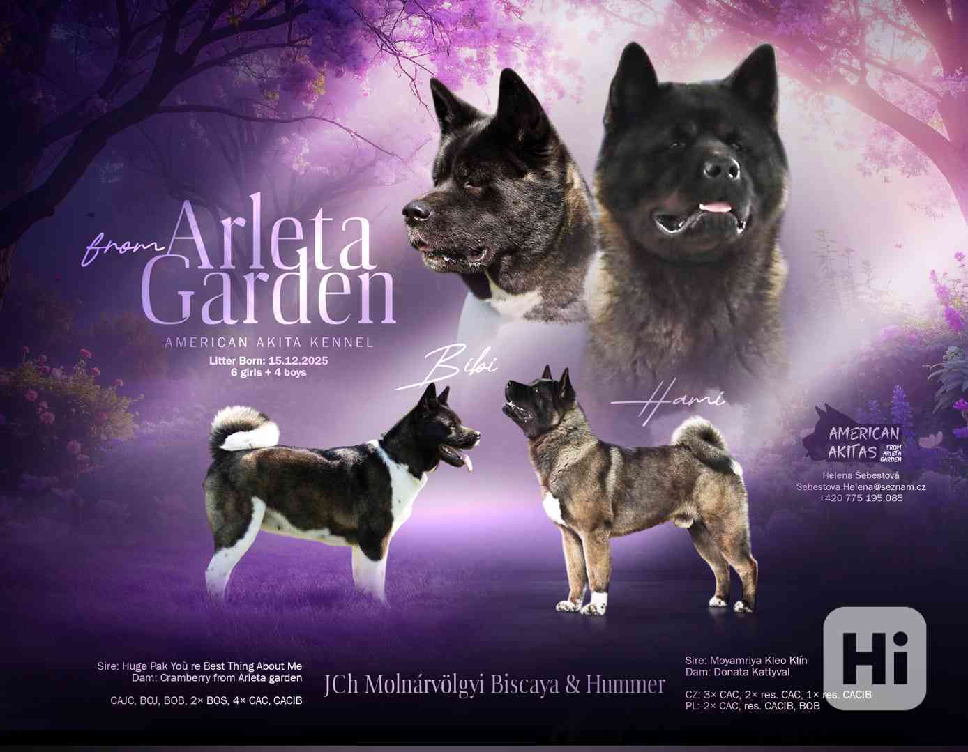 Americká Akita štěňátka s PP  - foto 1