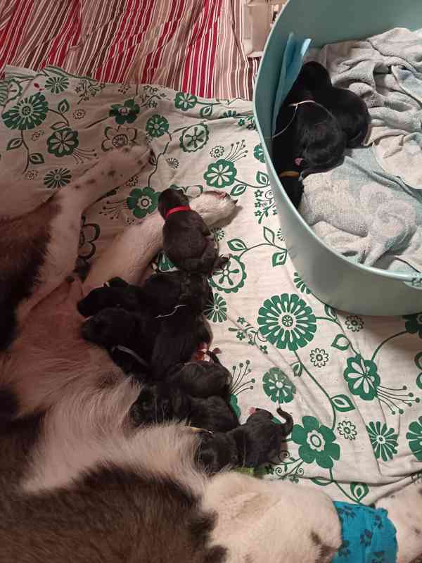 Americká Akita štěňátka s PP  - foto 4