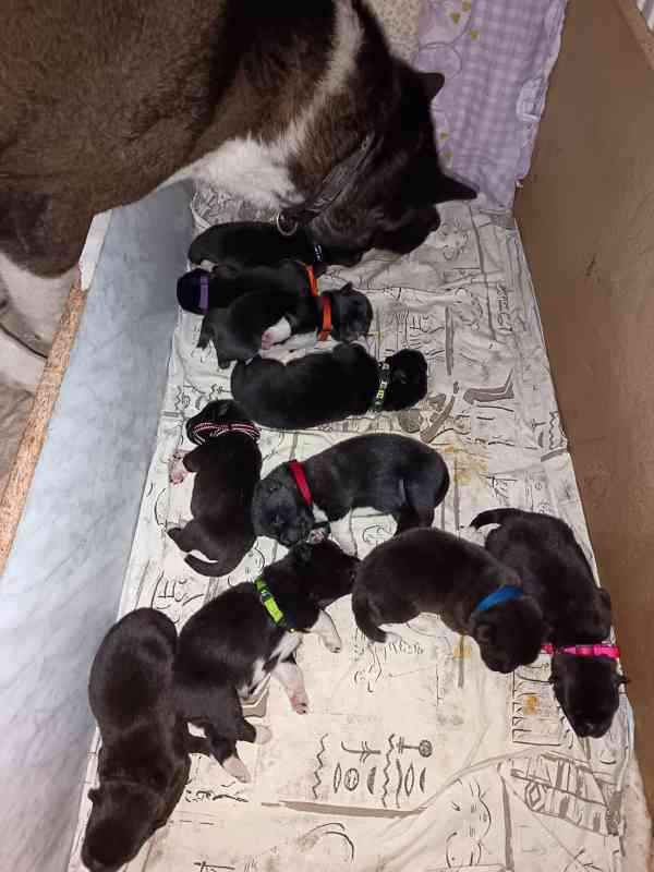 Americká Akita štěňátka s PP  - foto 3