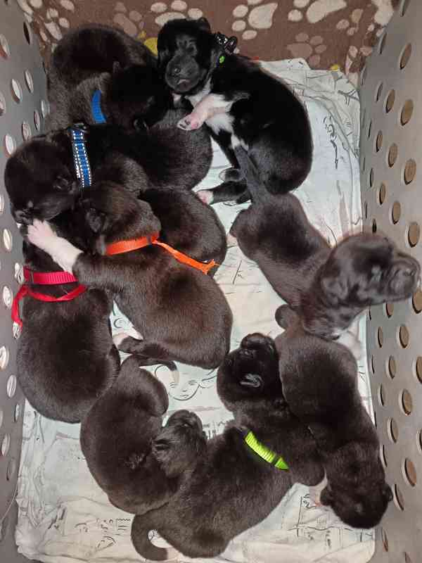 Americká Akita štěňátka s PP  - foto 2