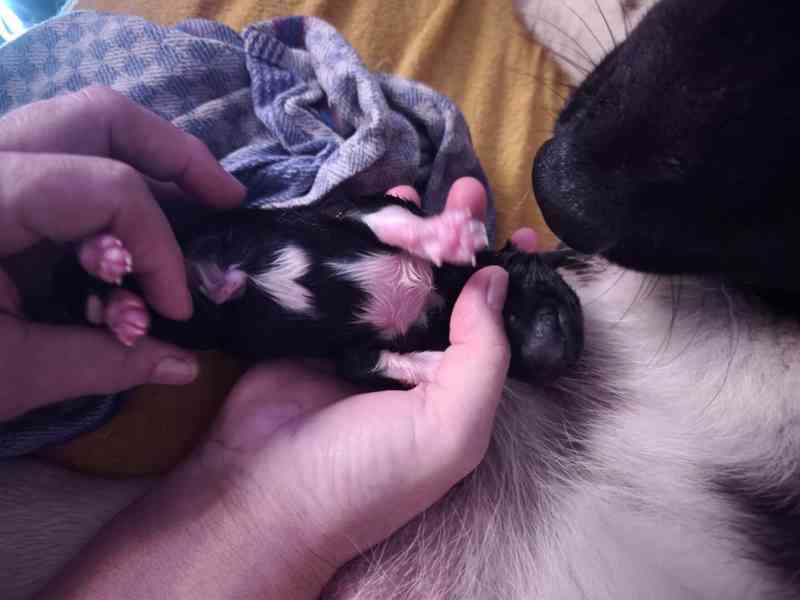 Americká Akita štěňátka s PP  - foto 3