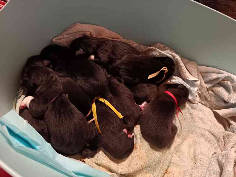 Americká Akita štěňátka s PP  - foto 2