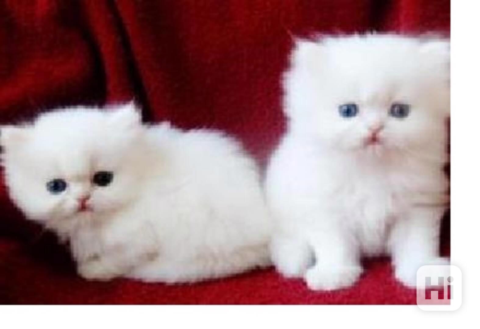 Perská koťata spp - foto 1