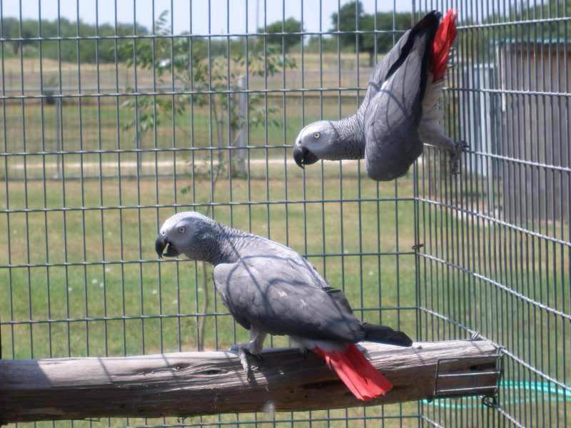 Timneh African grey for sale - foto 2