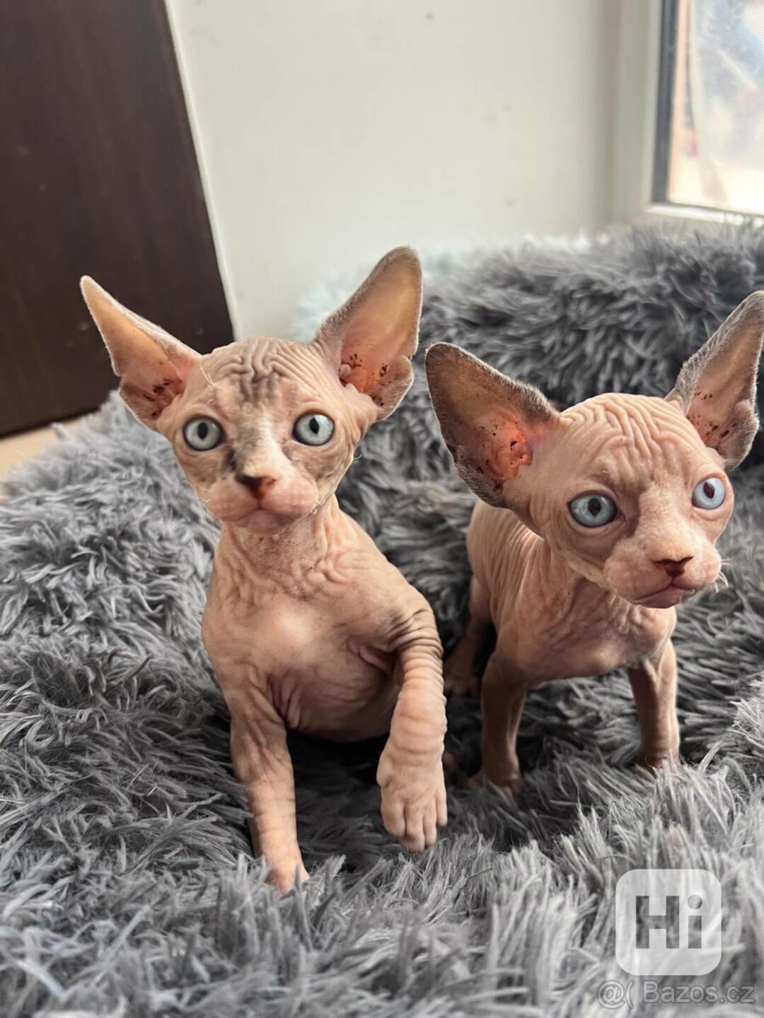 Kanadský sphynx koťátka - foto 1