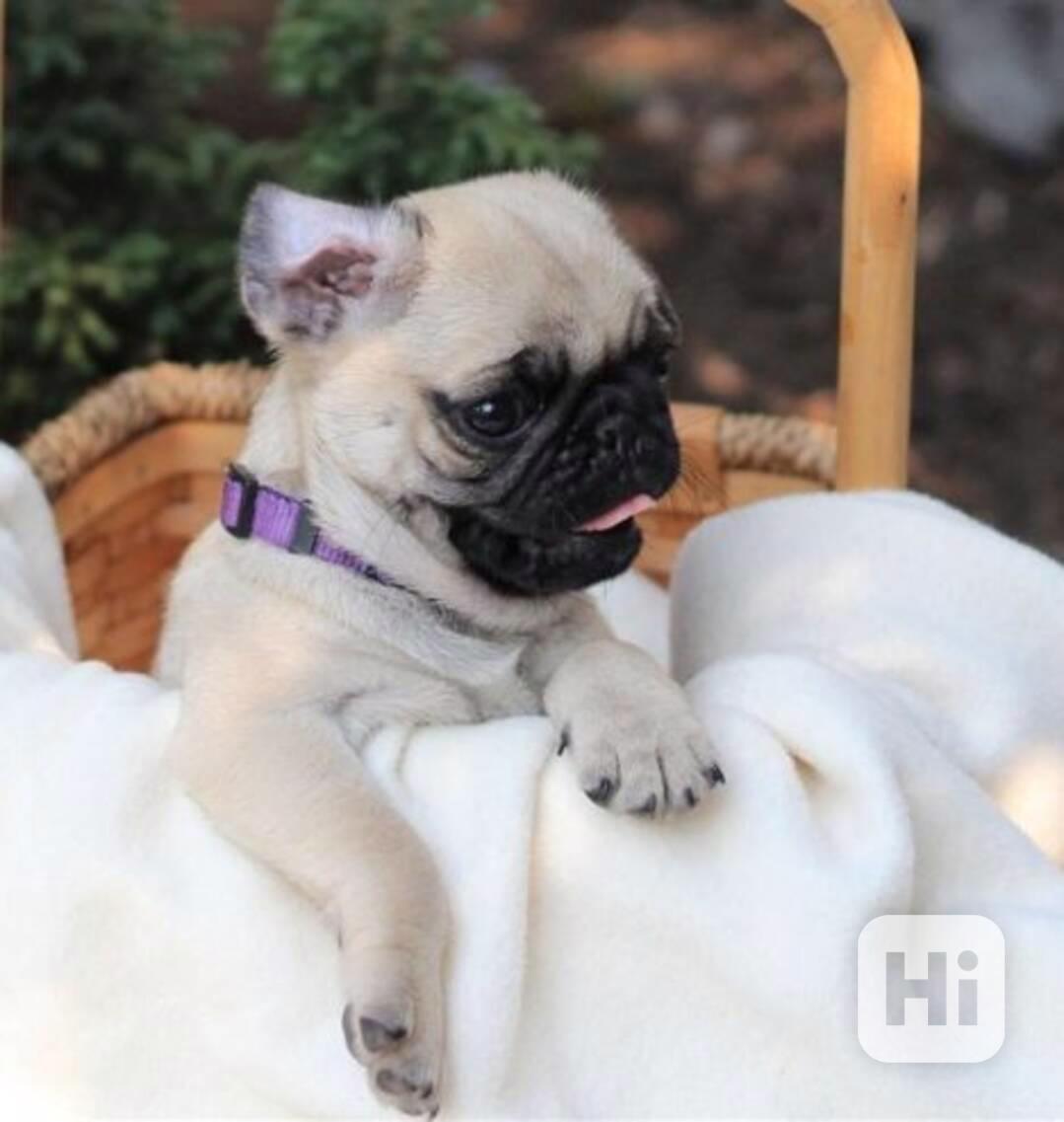 Úžasná štěňata mopsů k dispozici. - foto 1