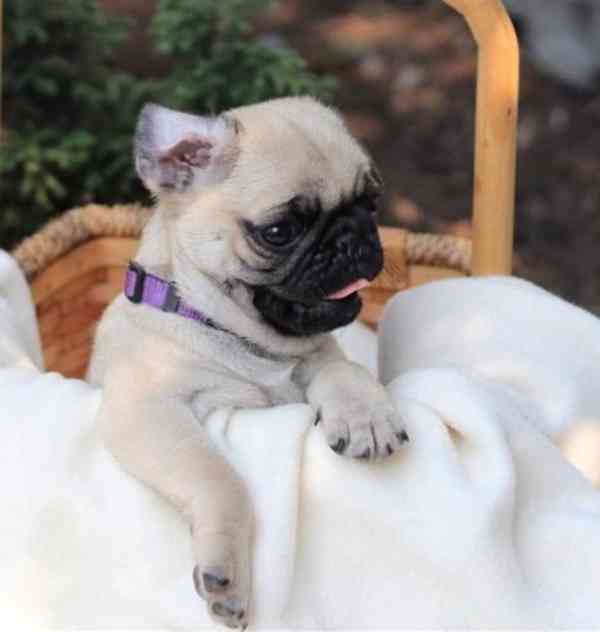 Úžasná štěňata mopsů k dispozici. - foto 1