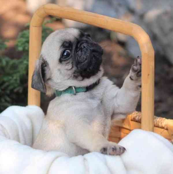 Úžasná štěňata mopsů k dispozici. - foto 2