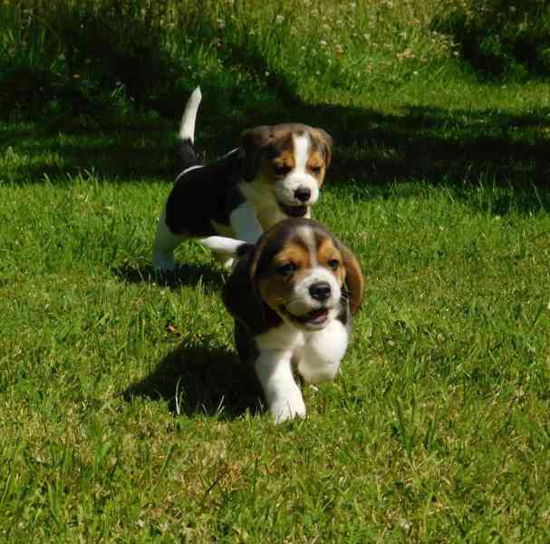 Prekrasni Beagle štenci