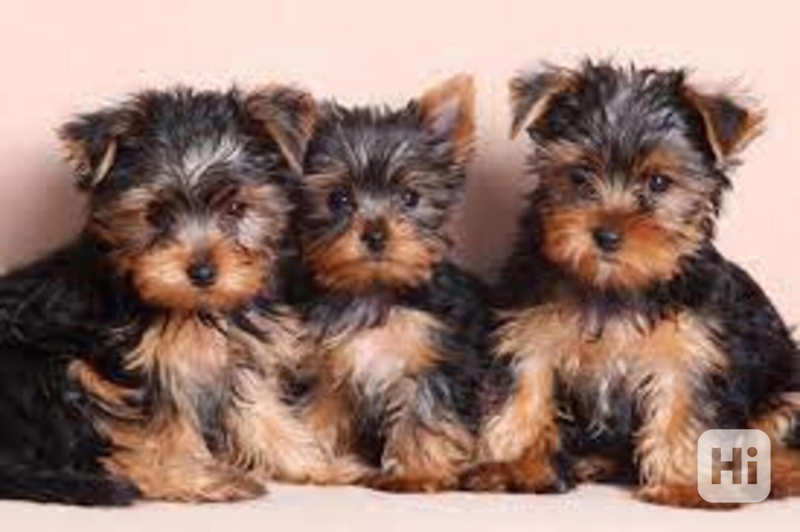 Yorkshire terrier štěňátka bez PP - foto 1