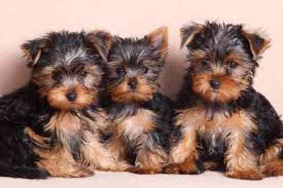 Yorkshire terrier štěňátka bez PP - foto 1