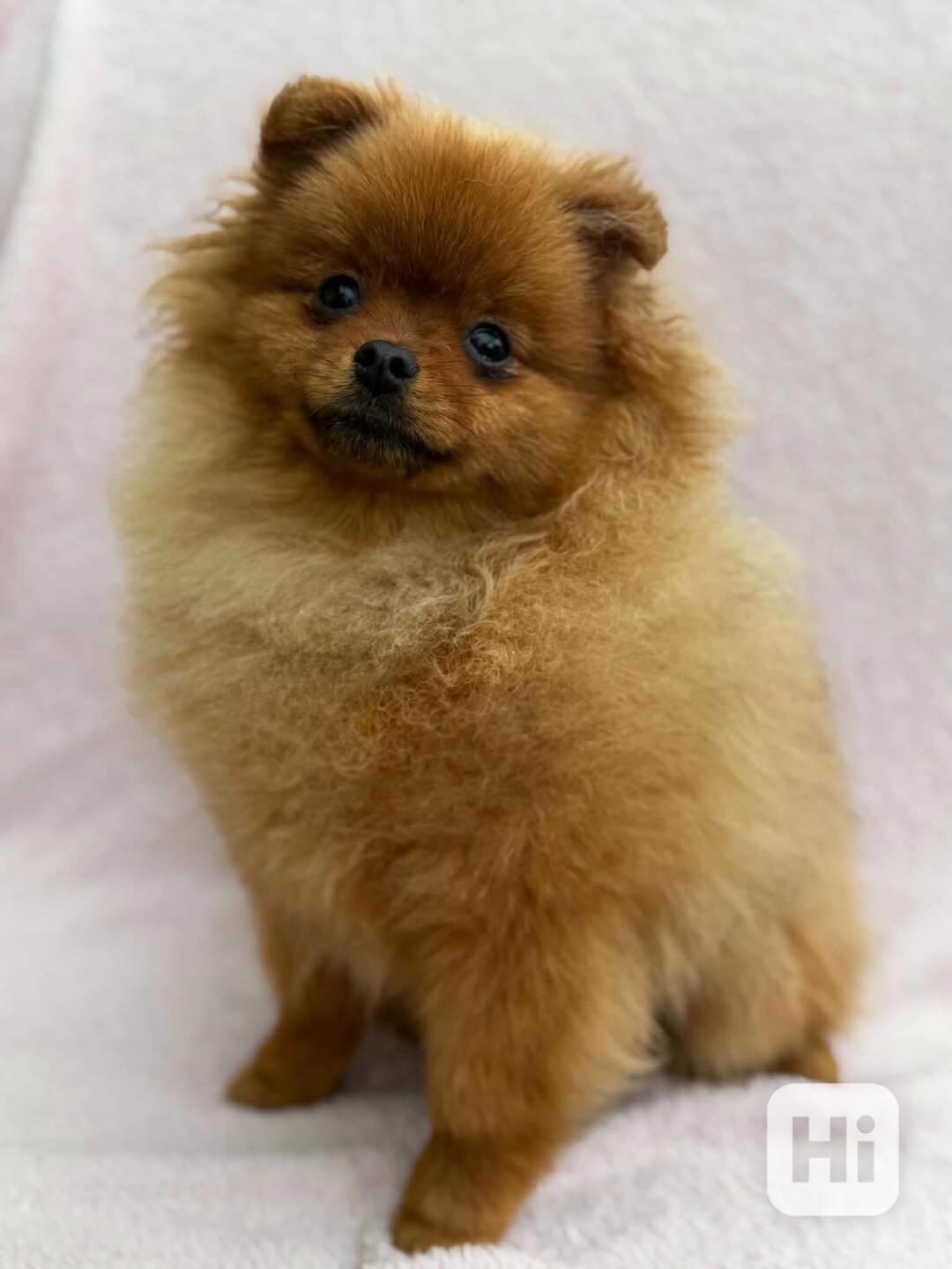 Pomeranian s PP - foto 1
