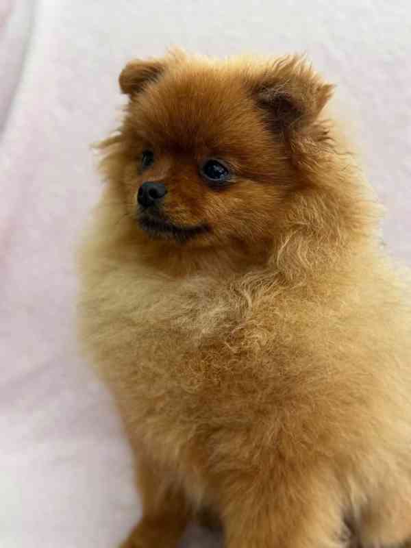 Pomeranian s PP - foto 3