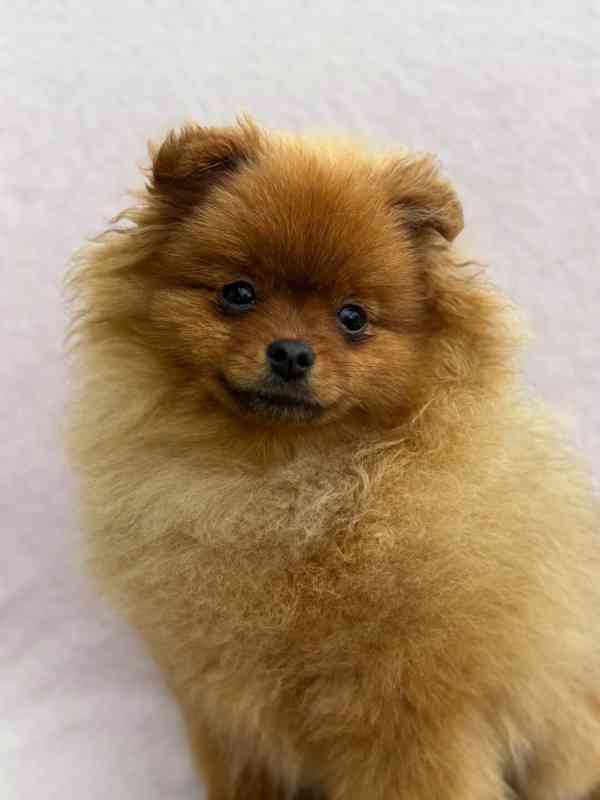 Pomeranian s PP - foto 2