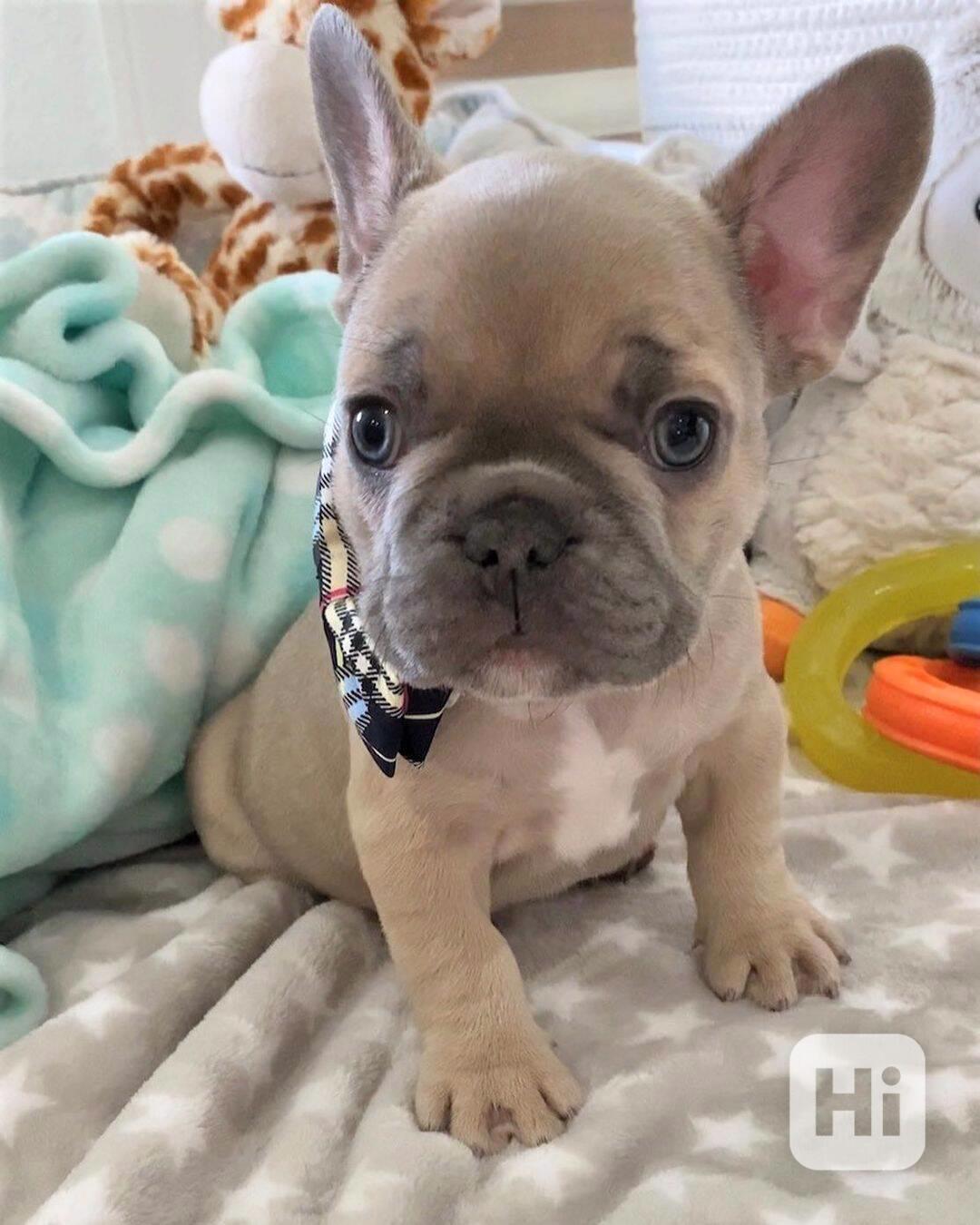 Štěňata francouzského buldočka k adopci.   - foto 1