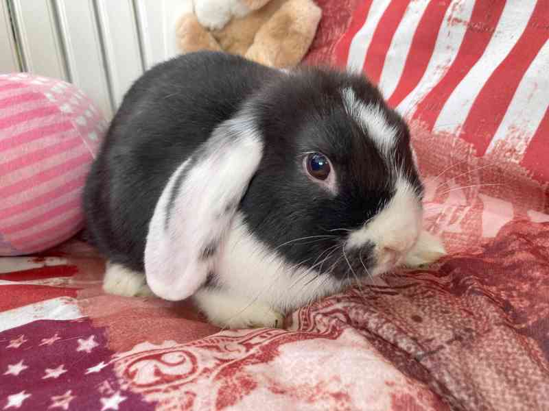 Králíčci - zakrslý beránek minilop - foto 8