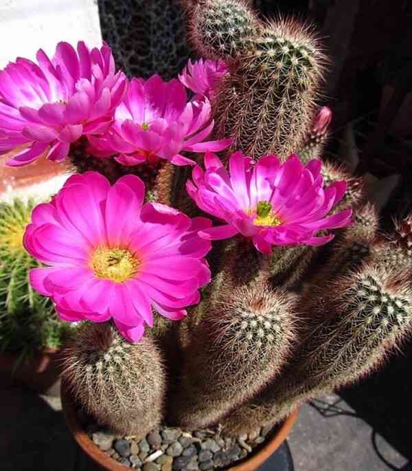 kaktus Echinocereus sciurus - foto 1