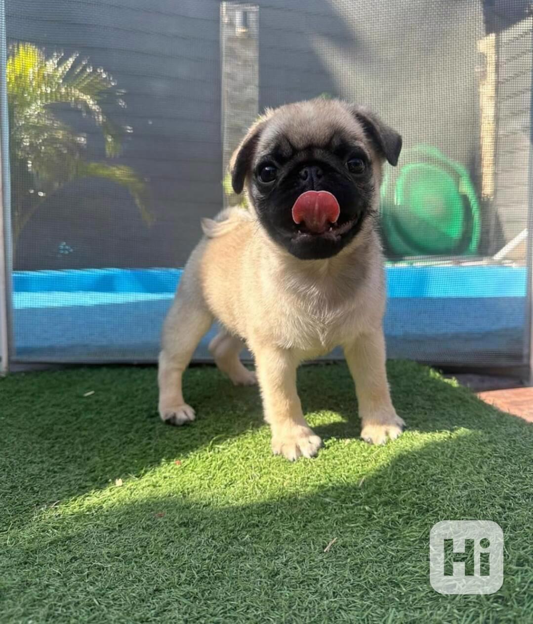 Štěňata mopsa k adopci - foto 1