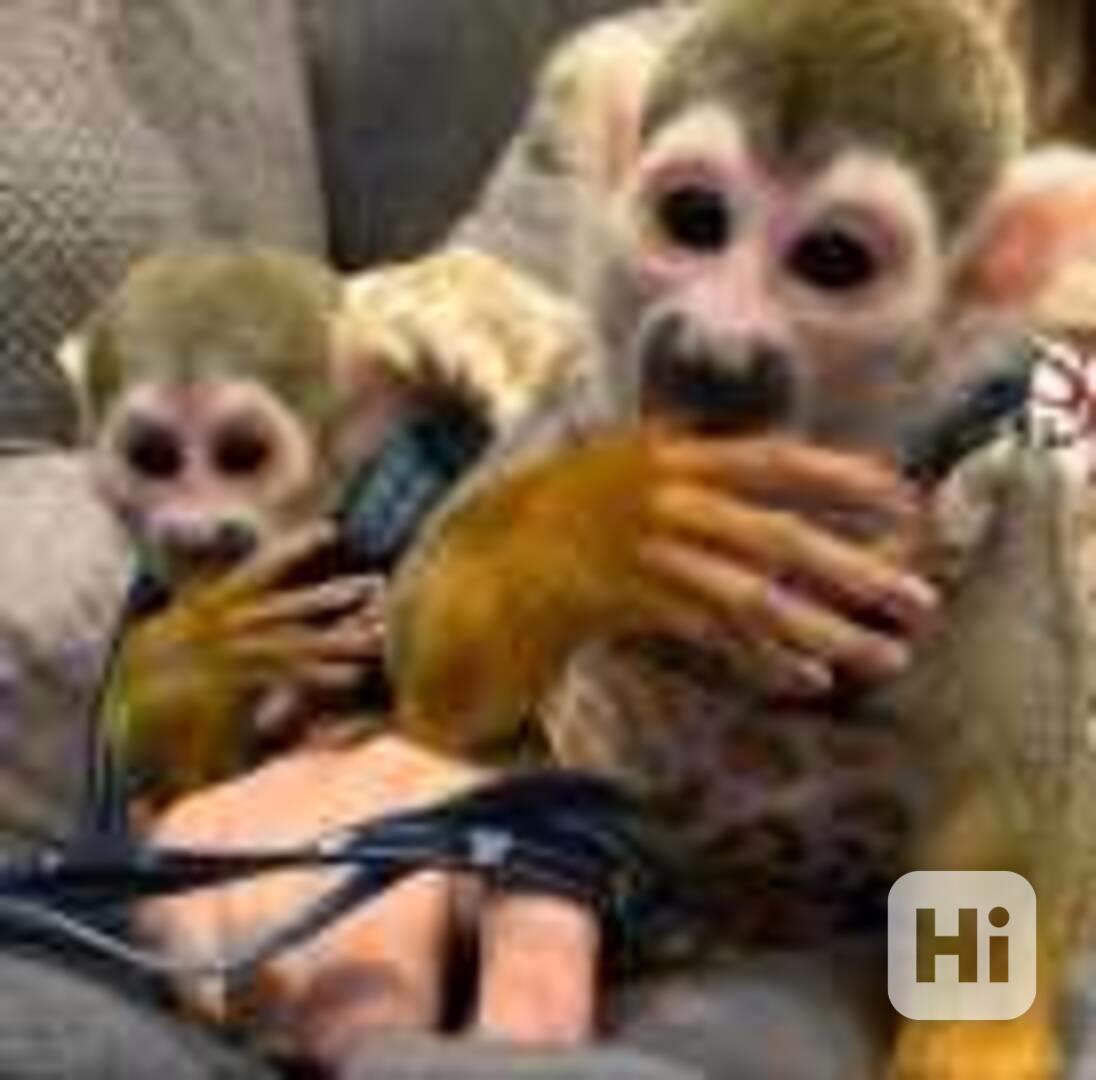 Mláďata veverčích opic k adopci - foto 1
