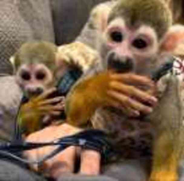 Mláďata veverčích opic k adopci - foto 1